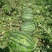 重茬五连冠1000粒西瓜种子抗重茬新品种高糖14度水果种