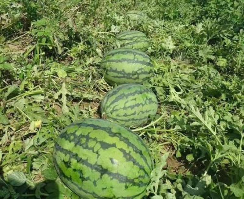 重茬五连冠1000粒西瓜种子抗重茬新品种高糖14度水果种