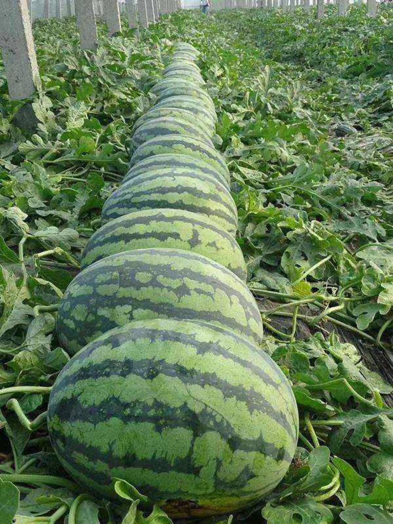 重茬五连冠1000粒西瓜种子抗重茬新品种高糖14度水果种