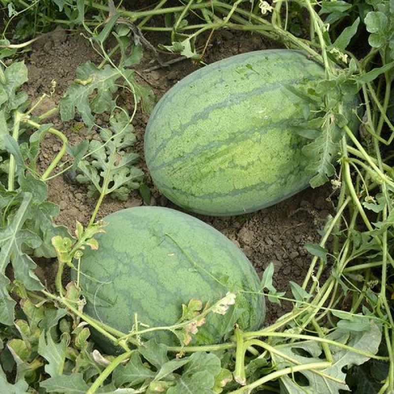 重茬五连冠1000粒西瓜种子抗重茬新品种高糖14度水果种