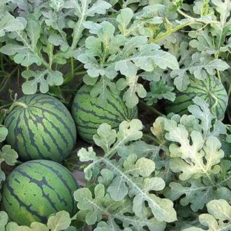 重茬五连冠1000粒西瓜种子抗重茬新品种高糖14度水果种