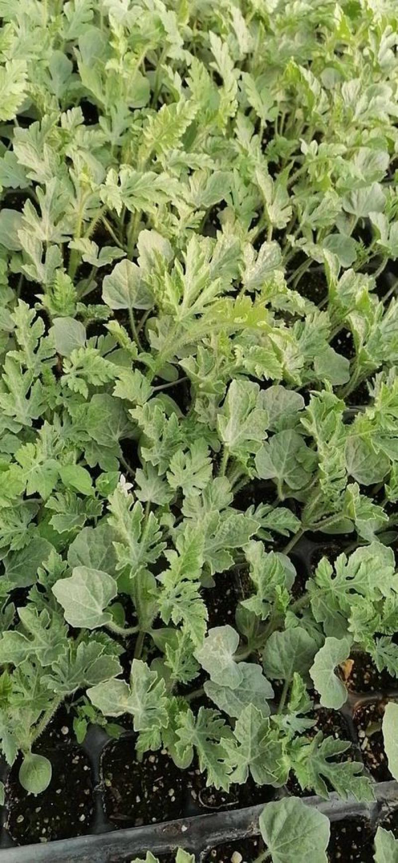 重茬五连冠1000粒西瓜种子抗重茬新品种高糖14度水果种