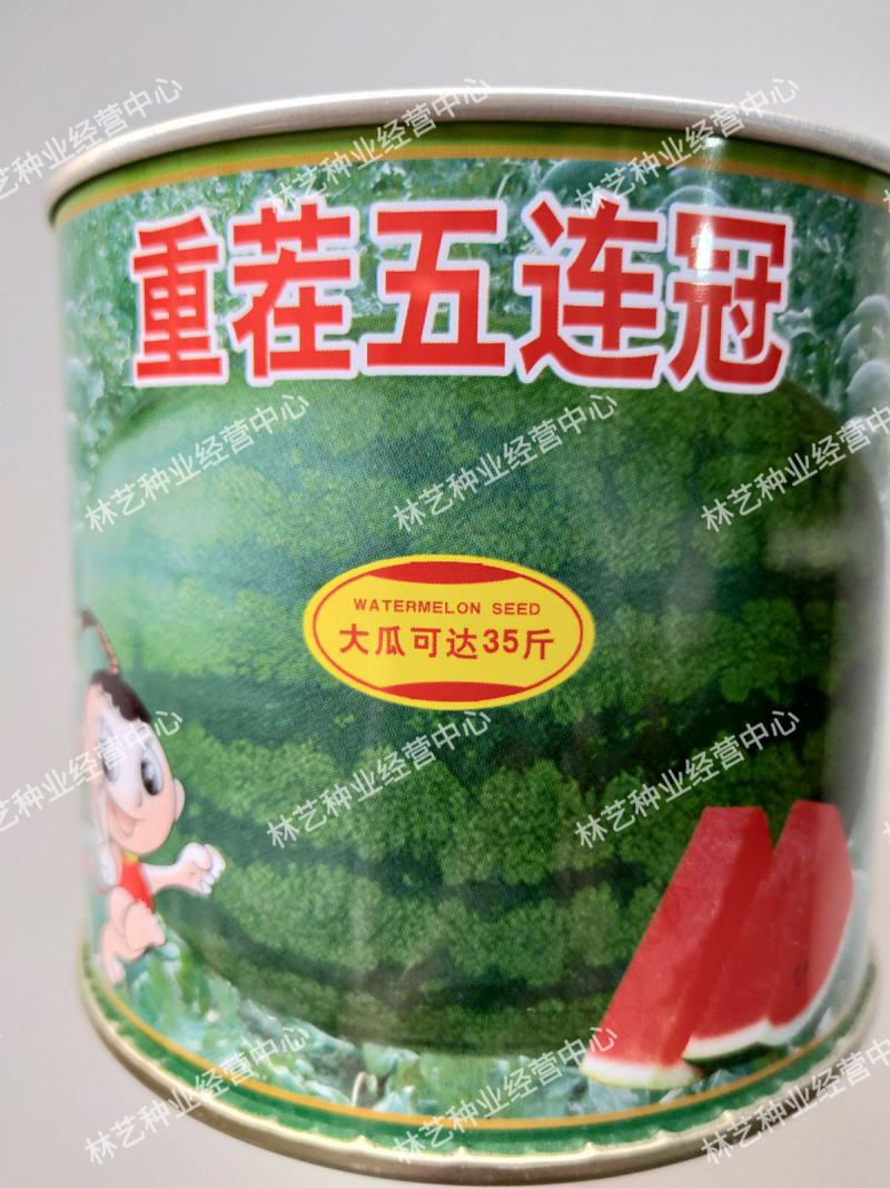 重茬五连冠1000粒西瓜种子抗重茬新品种高糖14度水果种