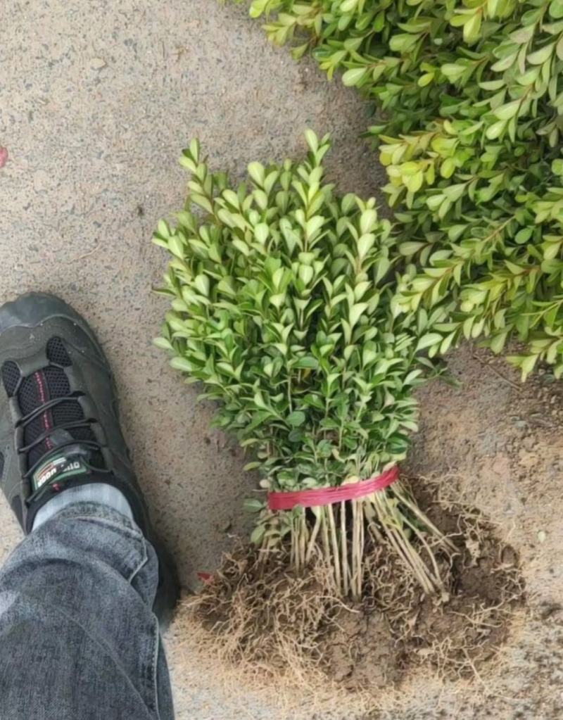 小叶黄杨苗绿化色块绿篱苗小叶黄杨毛球大小规格齐好管理