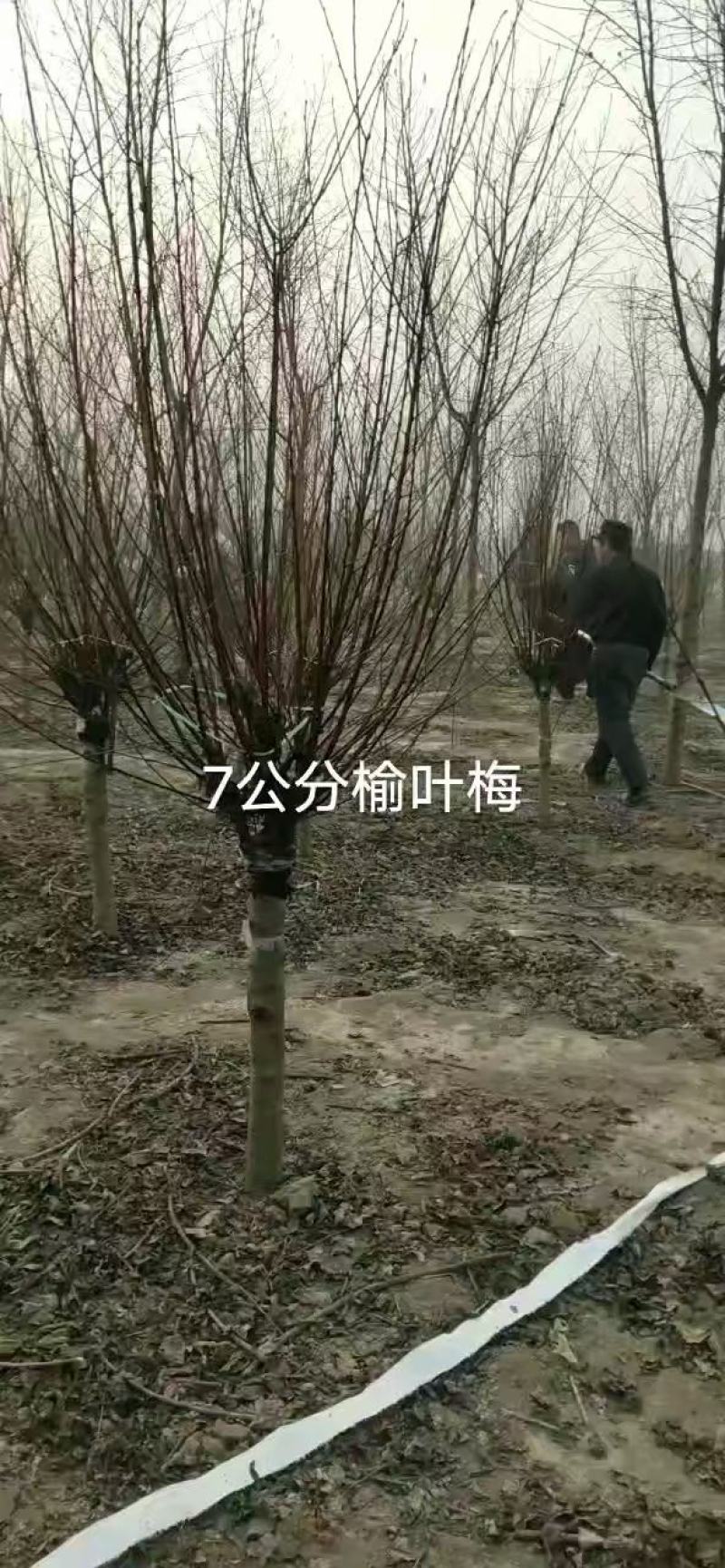 榆叶梅价格绿化行道风景树榆叶梅树形好耐寒农户直销带土球