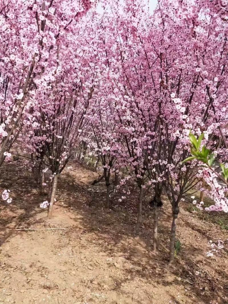榆叶梅价格绿化行道风景树榆叶梅树形好耐寒农户直销带土球