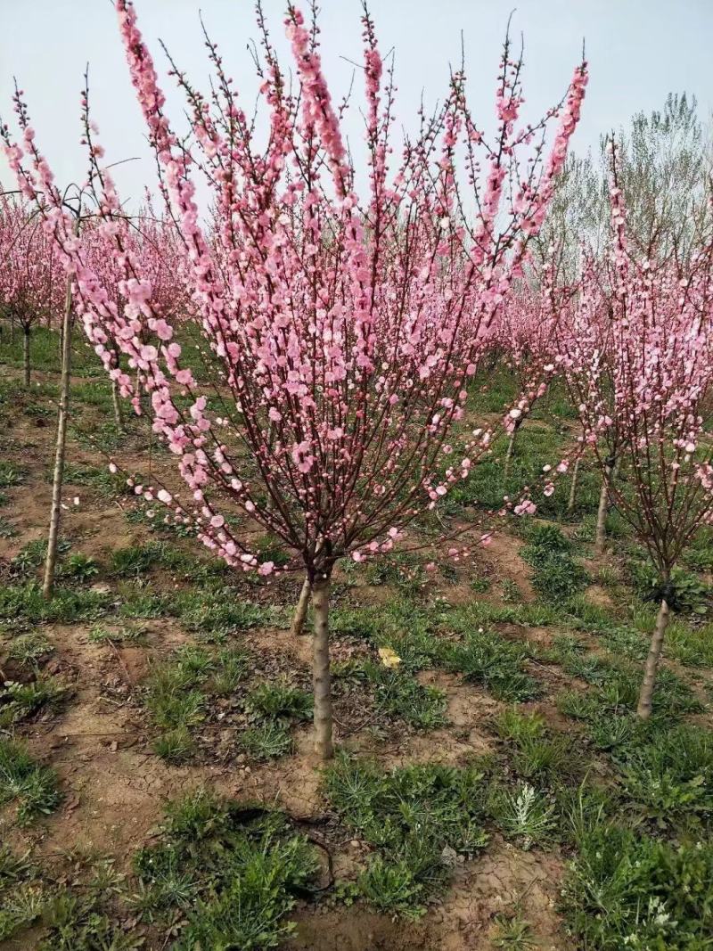 榆叶梅价格绿化行道风景树榆叶梅树形好耐寒农户直销带土球