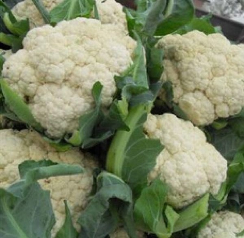 白花菜大量精品露天青梗花菜菜花大小重量批发