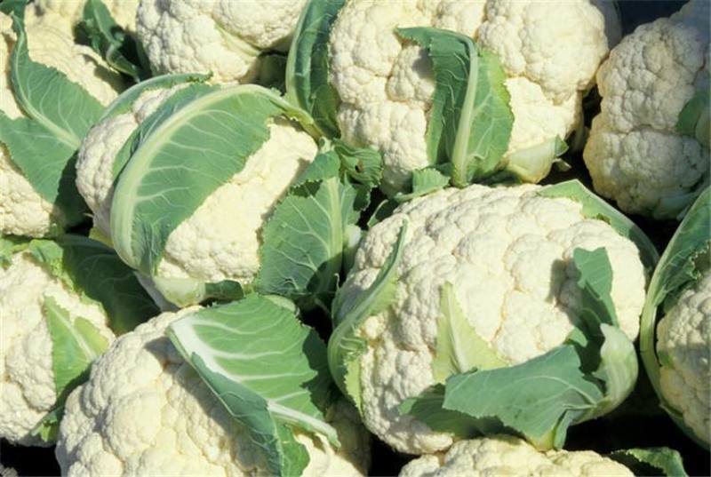 白花菜大量精品露天青梗花菜菜花大小重量批发
