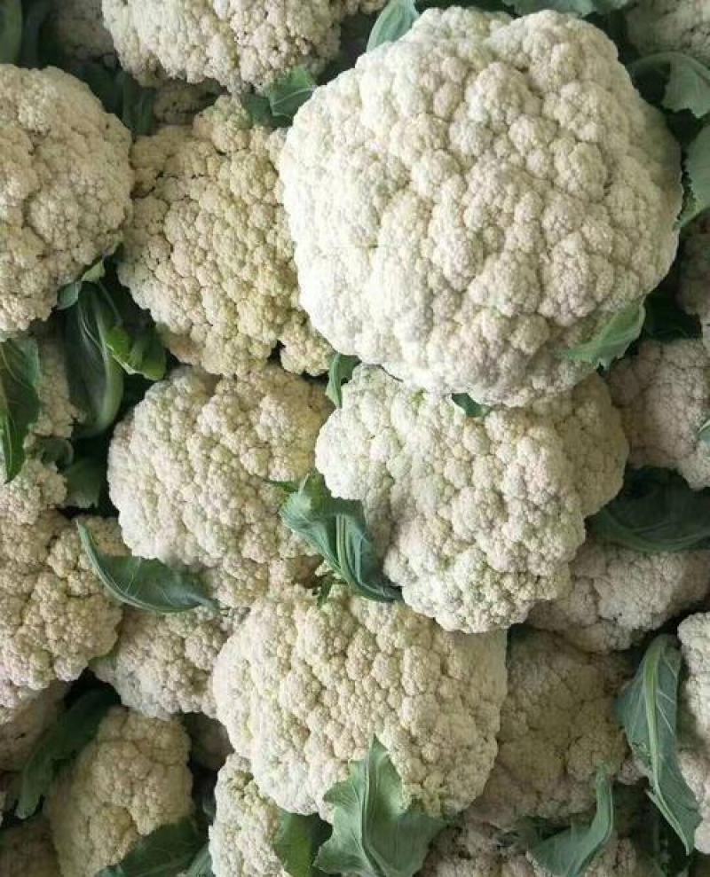 白花菜大量精品露天青梗花菜菜花大小重量批发