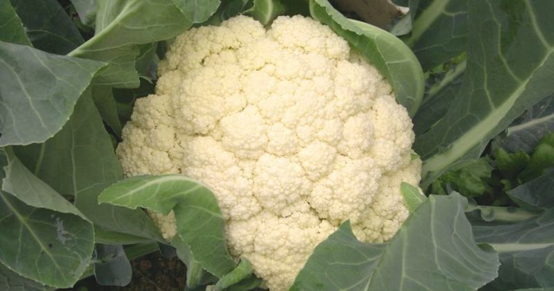 白花菜大量精品露天青梗花菜菜花大小重量批发