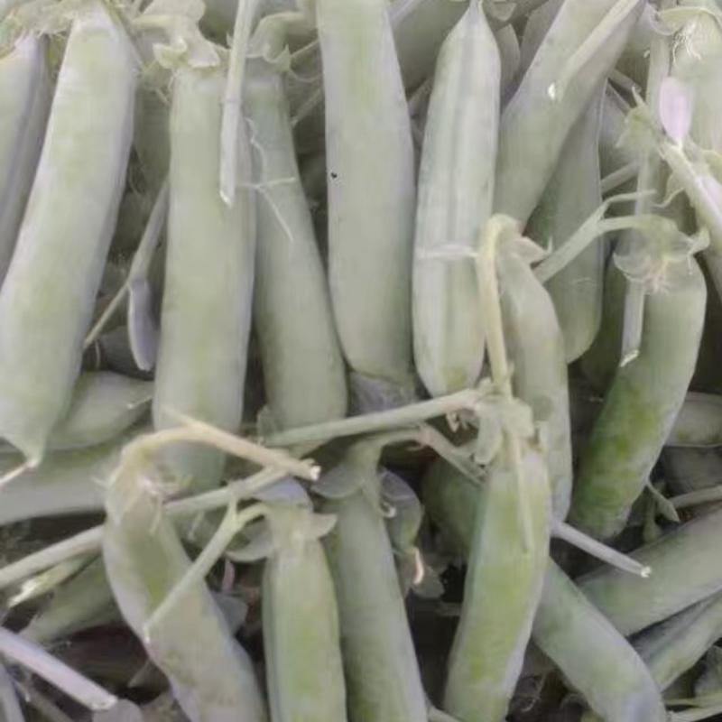 精品云南长寿仁豌豆颗粒饱满原产地直发常年供货