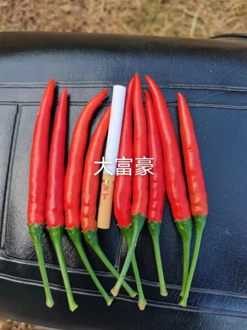 农好大富豪朝天椒种子大果型泰国进口朝天椒小米辣种子特高产