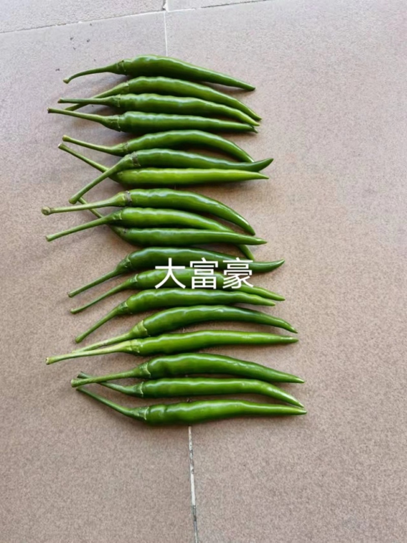 农好大富豪朝天椒种子大果型泰国进口朝天椒小米辣种子特高产