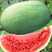 冰糖绿老大70g西瓜种子大果红果易坐果种籽水果四季