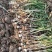 估亩蒜山东青岛大蒜一手货源批发品质保证价格美丽量大