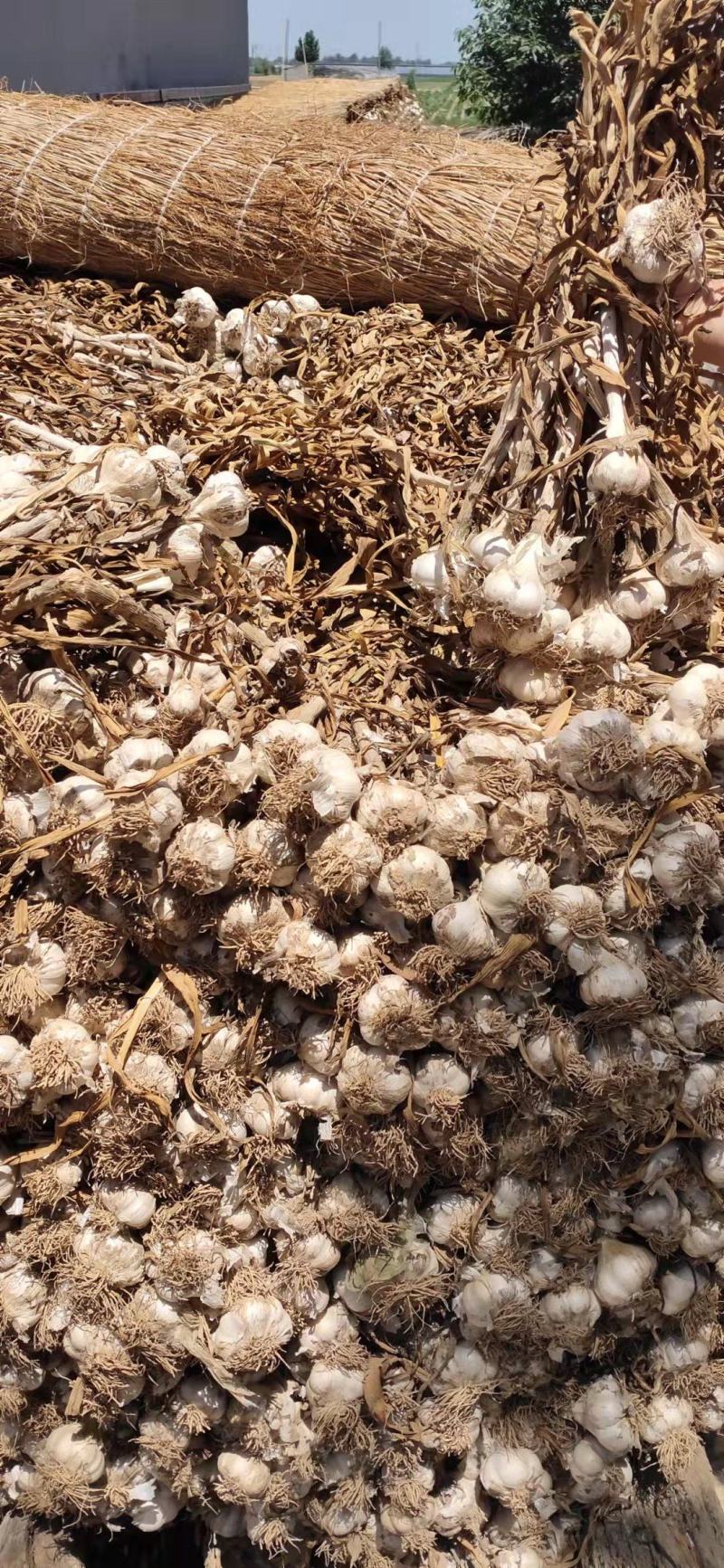 估亩蒜山东青岛大蒜一手货源批发品质保证价格美丽量大