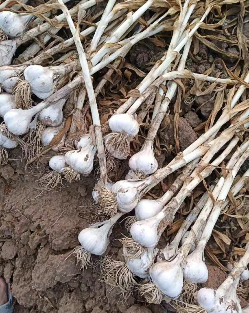 估亩蒜山东青岛大蒜一手货源批发品质保证价格美丽量大