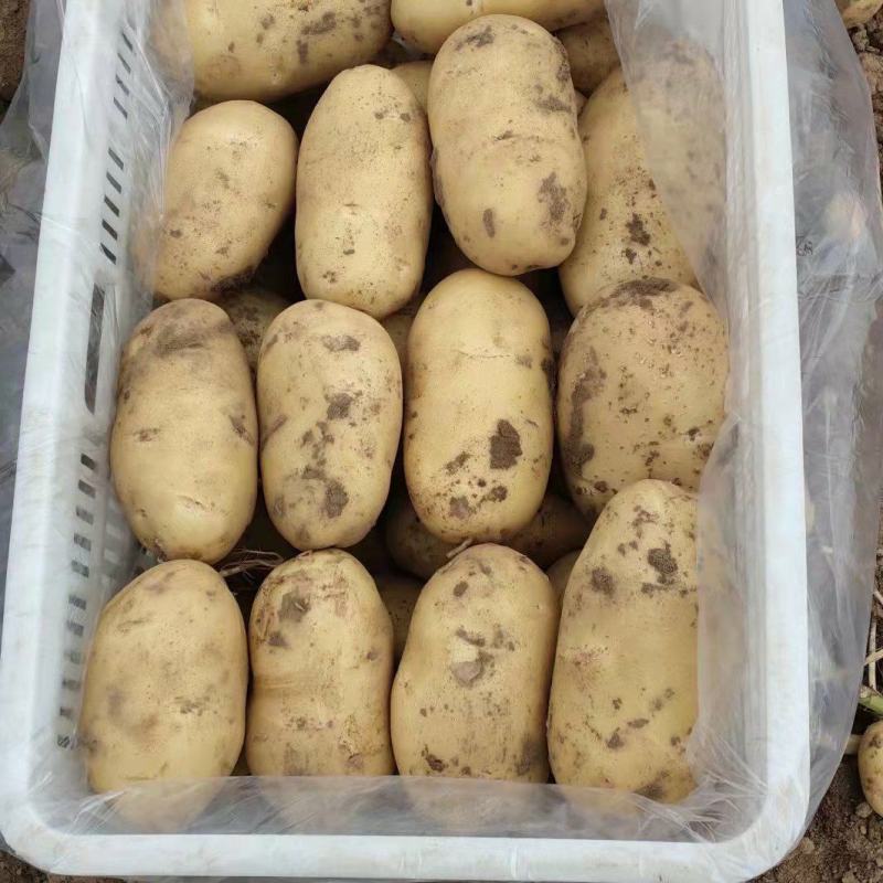 山东平度荷兰十五土豆原产地发货一手货源批发品质保证