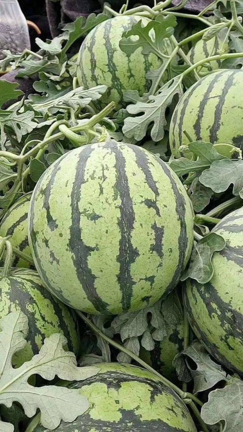 抗重茬早冠王西瓜种子抗病抗重茬特大巨型西瓜种籽
