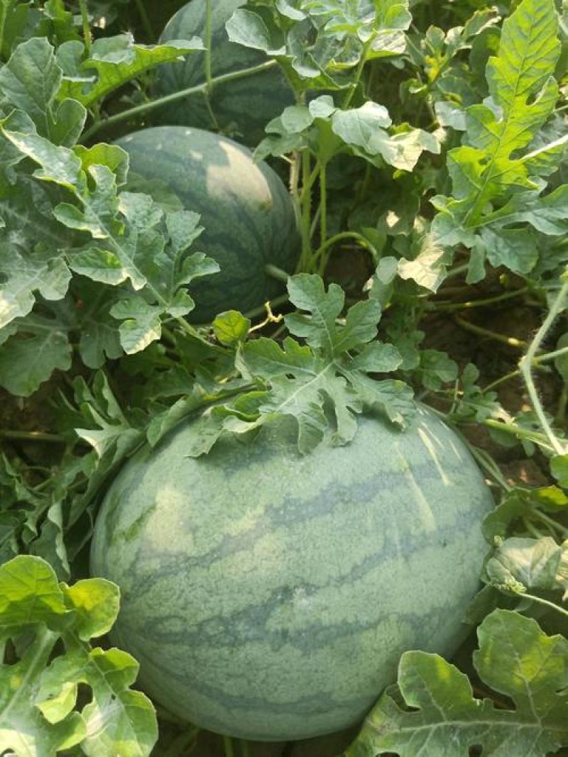 抗重茬早冠王西瓜种子抗病抗重茬特大巨型西瓜种籽