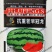 抗重茬早冠王西瓜种子抗病抗重茬特大巨型西瓜种籽