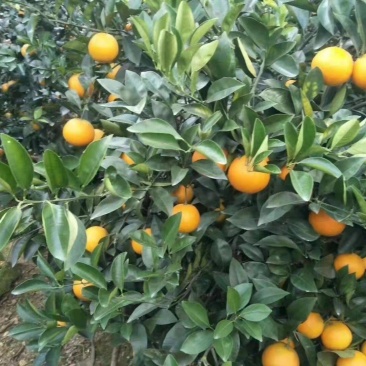 鹿寨橙