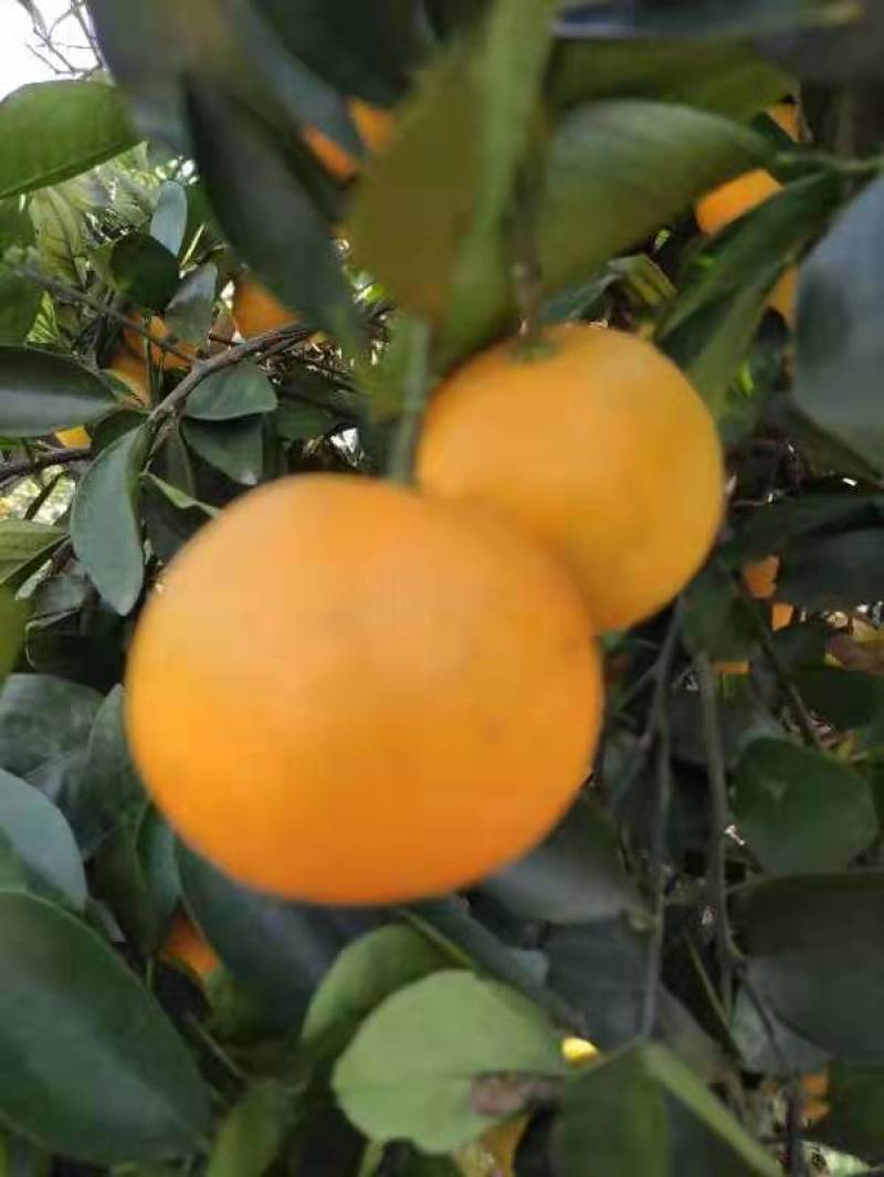 鹿寨橙