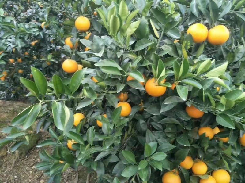鹿寨橙