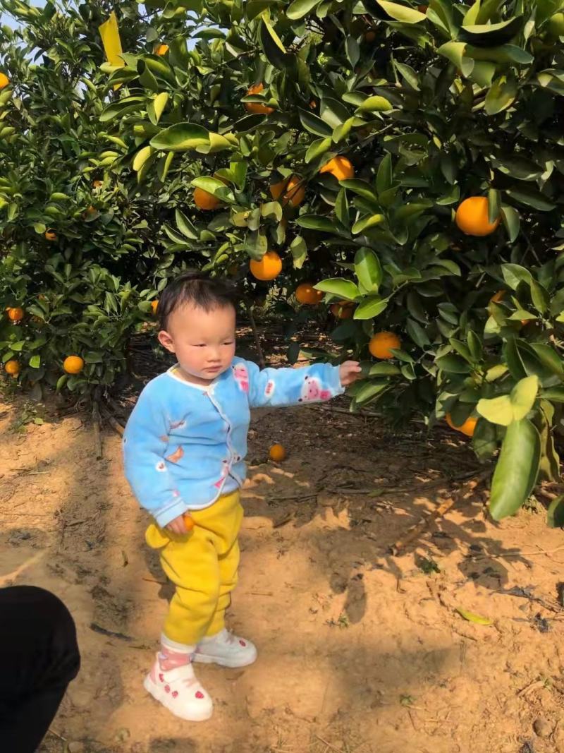 鹿寨橙