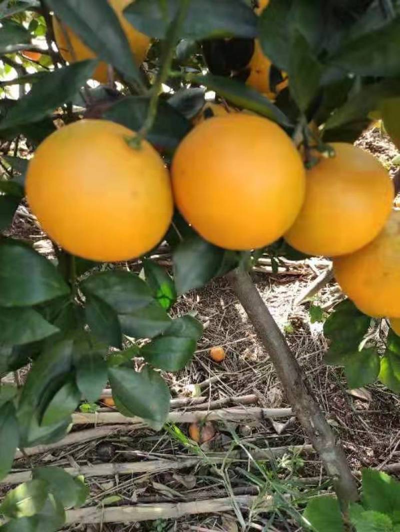 鹿寨橙