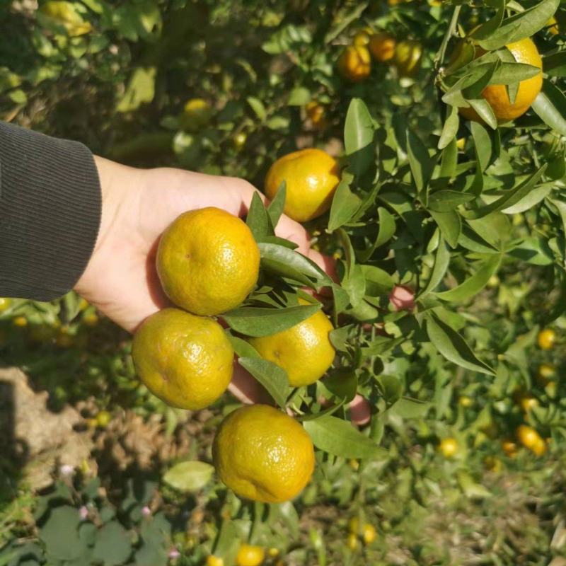 青香蜜橘