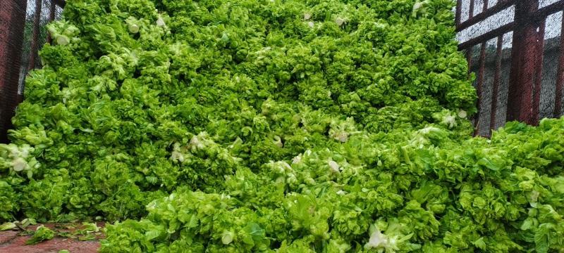 我有400亩儿菜