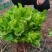 我有400亩儿菜