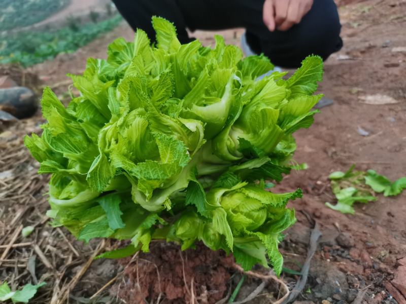 我有400亩儿菜