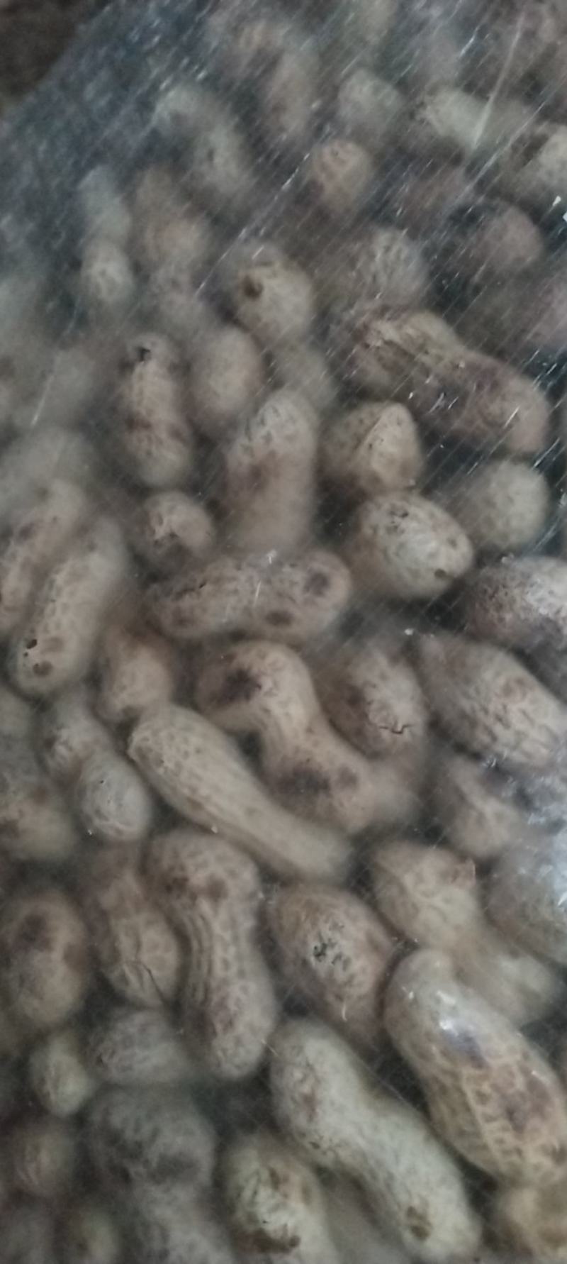干炒厡味口香的海花果原味滿口香大花生