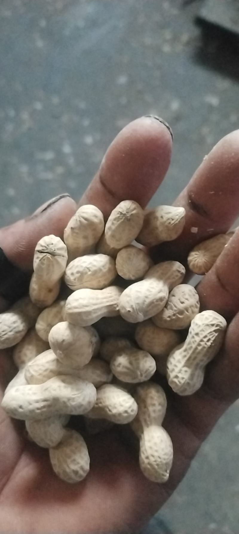 干炒厡味口香的海花果原味滿口香大花生
