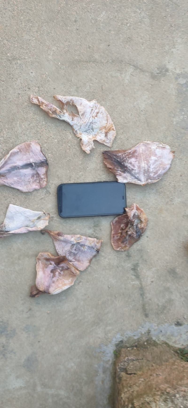 鱿鱼干，残片，小个头，鱿鱼花，鱿鱼头，价格不高，一手货源