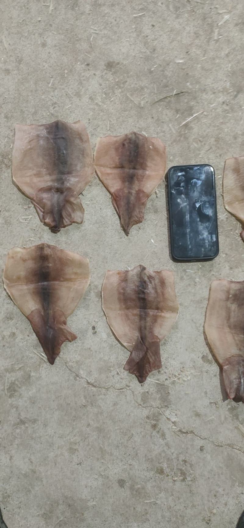 鱿鱼干，残片，小个头，鱿鱼花，鱿鱼头，价格不高，一手货源