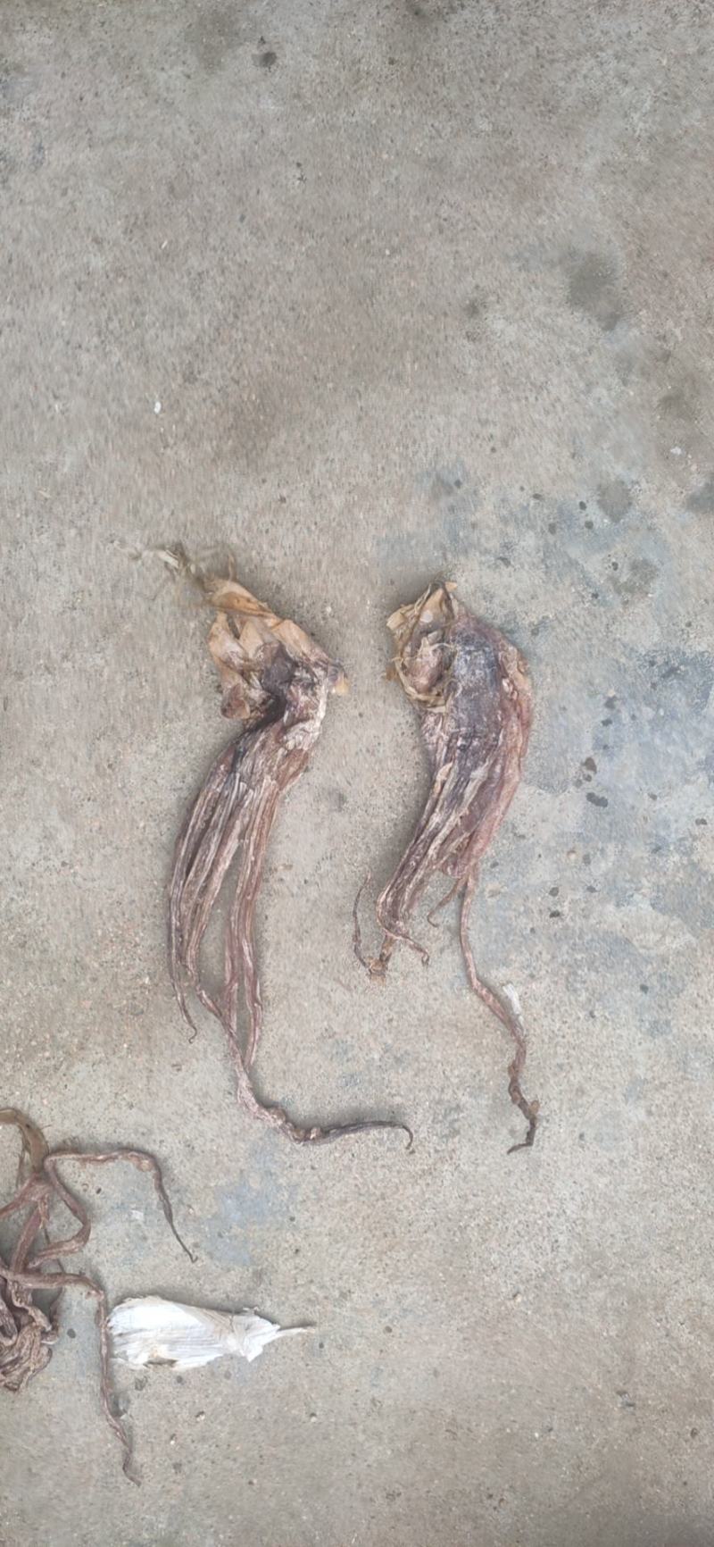 鱿鱼干，残片，小个头，鱿鱼花，鱿鱼头，价格不高，一手货源