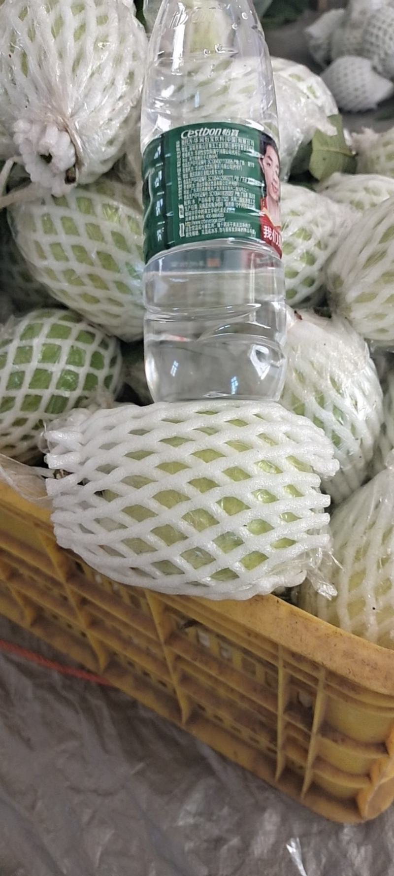 广东番石榴白心脆芭乐代办产地一手源，品质保证，接电商代发