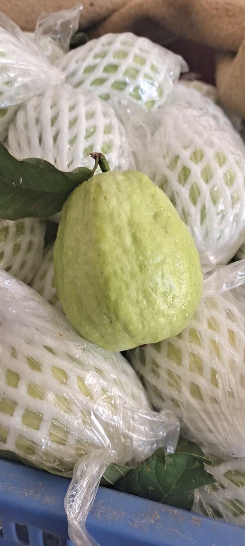 广东番石榴白心脆芭乐代办产地一手源，品质保证，接电商代发