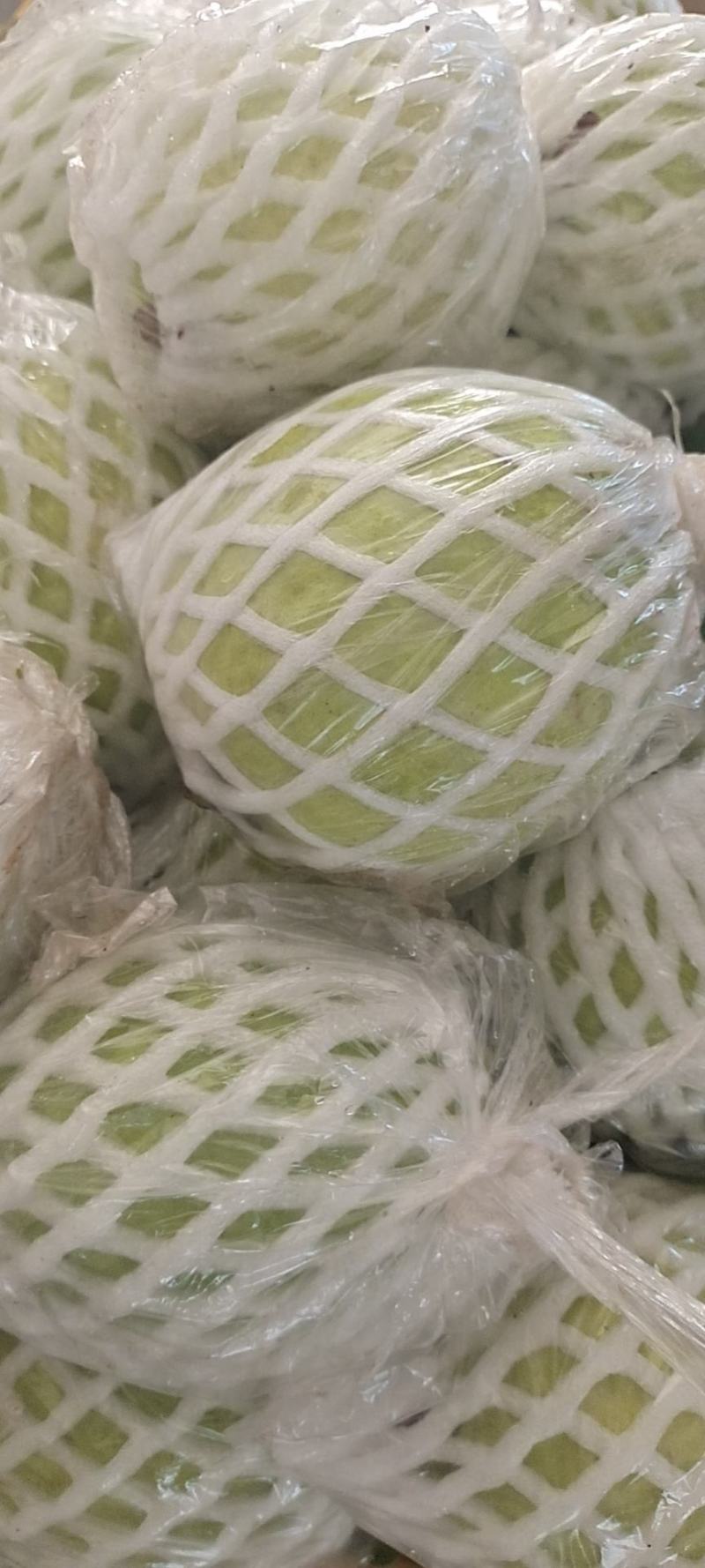 广东番石榴白心脆芭乐代办产地一手源，品质保证，接电商代发