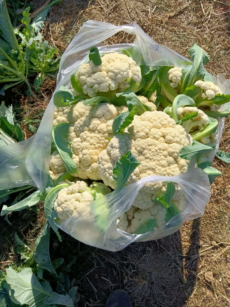 有机花菜正在地头批发中，无任何中介黄牛费用，保证新鲜……