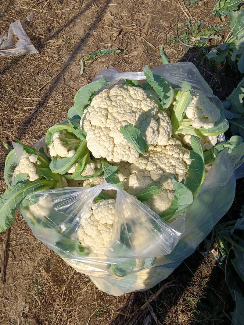 有机花菜正在地头批发中，无任何中介黄牛费用，保证新鲜……