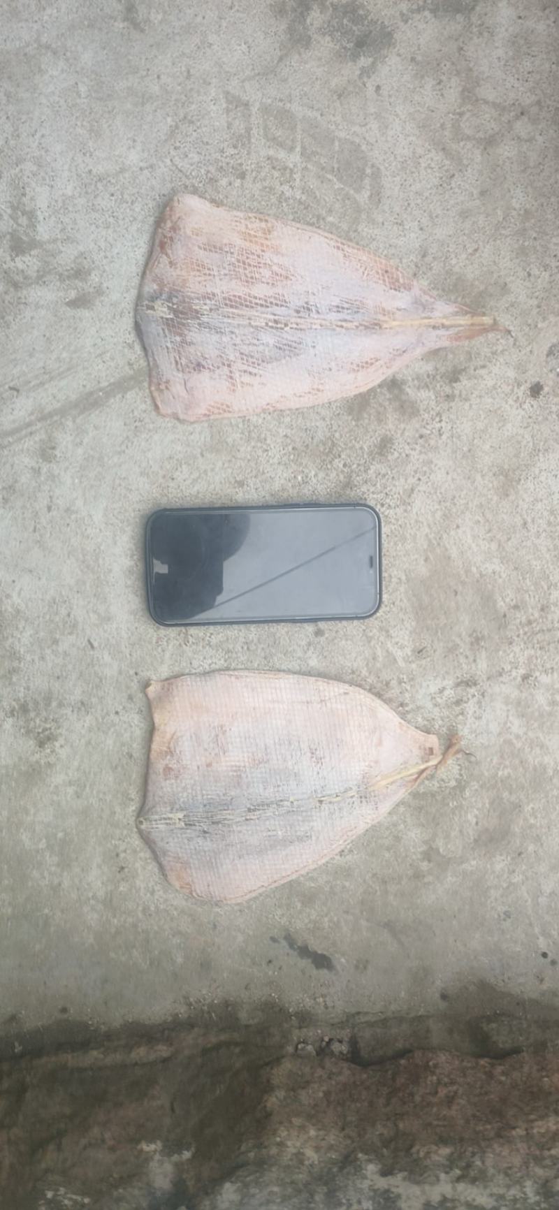 越南水发鱿鱼干，大个头，和小个头。一手货源
