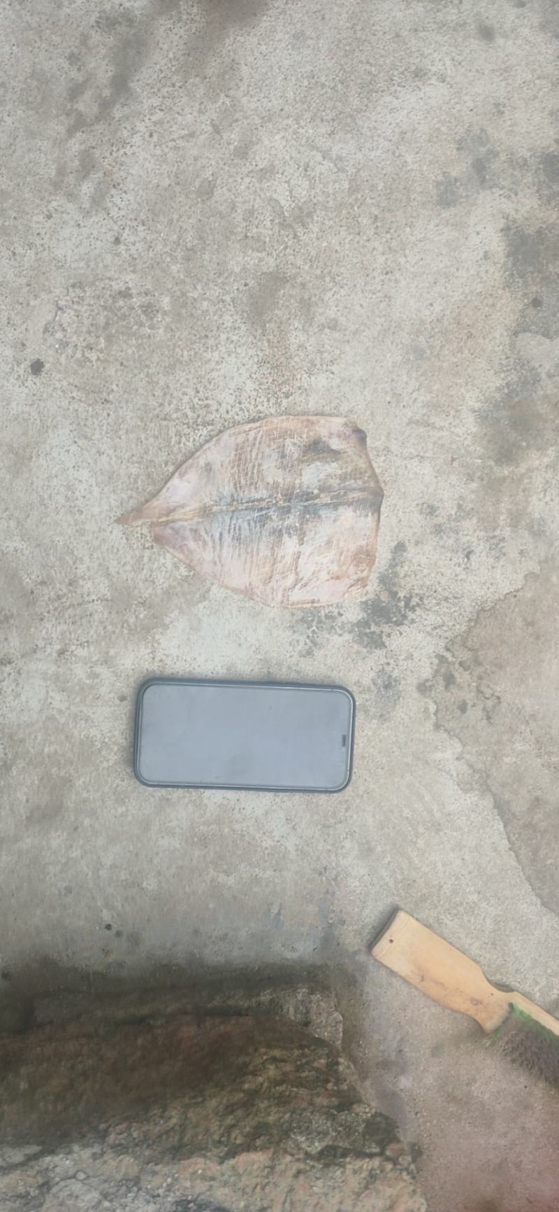 越南水发鱿鱼干，大个头，和小个头。一手货源