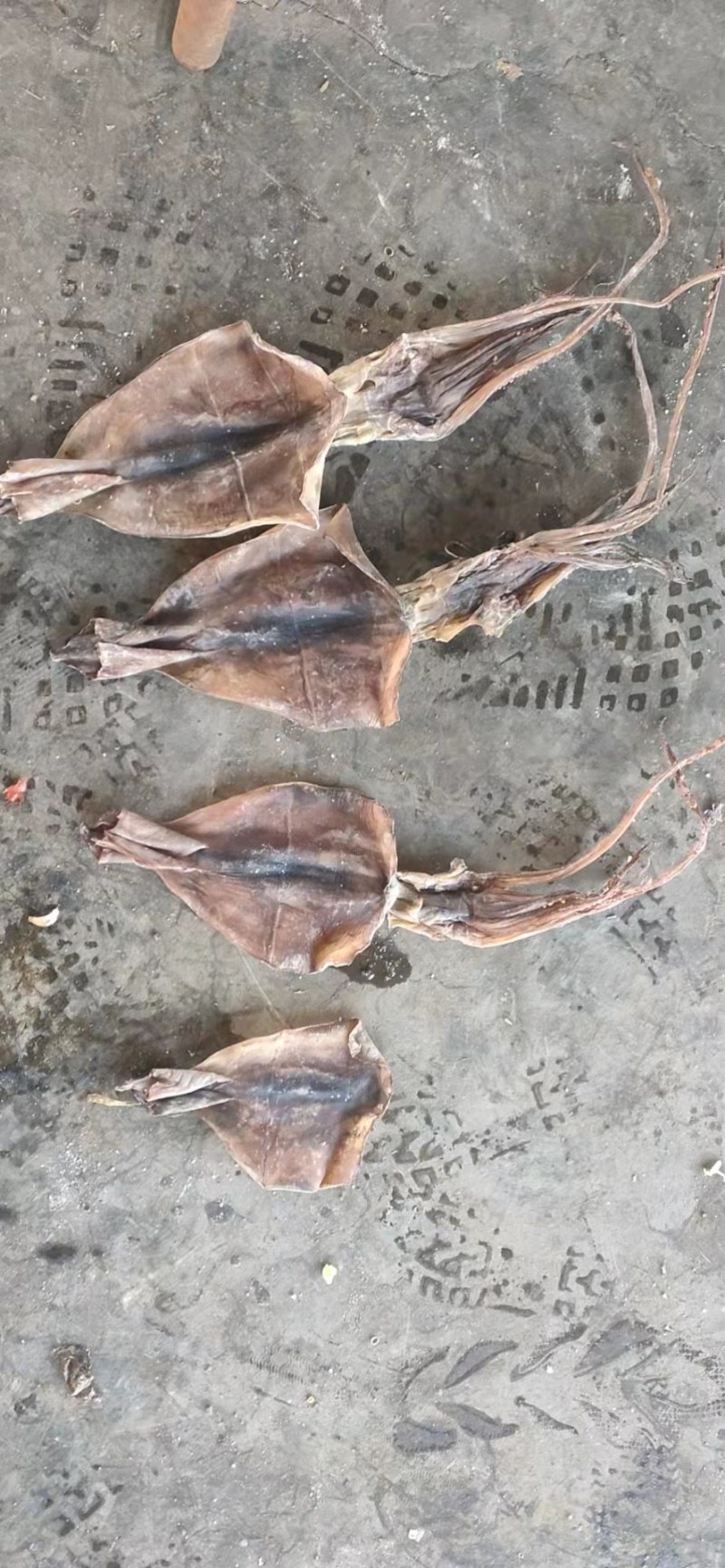 干鱿鱼，高品质，高水发量，鱿鱼花，片，头尾巴，11111