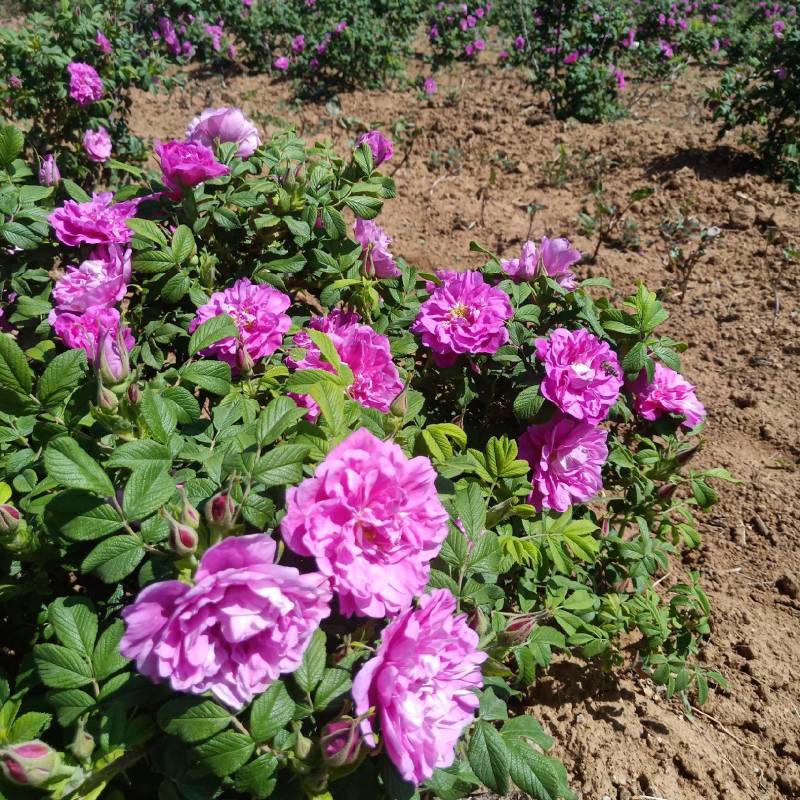 食用重瓣玫瑰花树4年生10根以上开花枝条