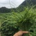 龙须菜、佛手瓜尖，产地直销，无中间商差价空运汽运、一条龙